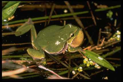 Rufender Laubfrosch